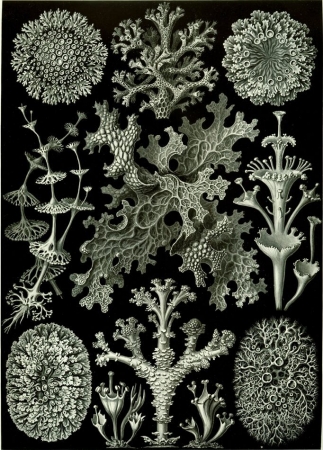 Planches de différents lichens