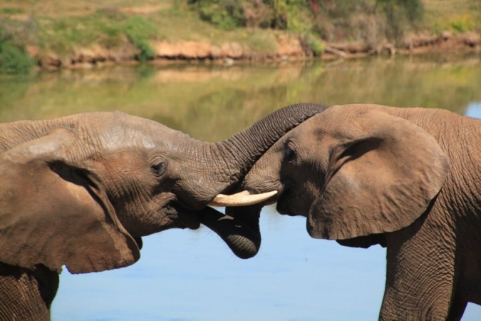 Quid de l'utilité sociale des défenses d'éléphants ?