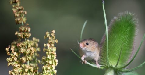 Le fascinant rat des moissons (Micromys minutus) : le plus petit rongeur d’Europe !