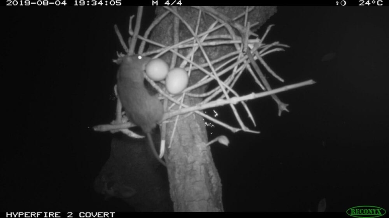Rat noir présent dans un nid de Crabier blanc