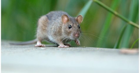Le rat est utile : arrêtons de ne le considérer que comme un nuisible !