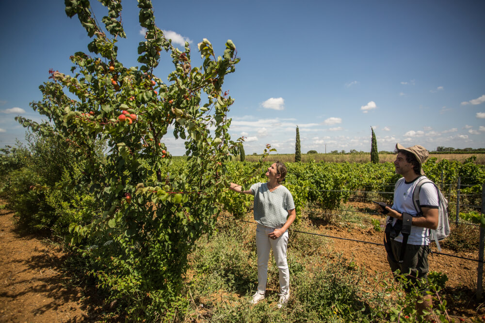 Relevé des infrastructures agroécologiques sur le Domaine de La Massole, dans l'Hérault (34) avec Cristiano du CEN Occitanie