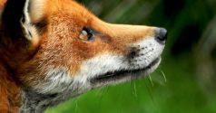 Le renard roux est-il un nuisible ?