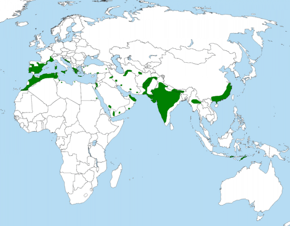 Répartition de l'aigle de Bonelli— Carte de répartition mondiale
