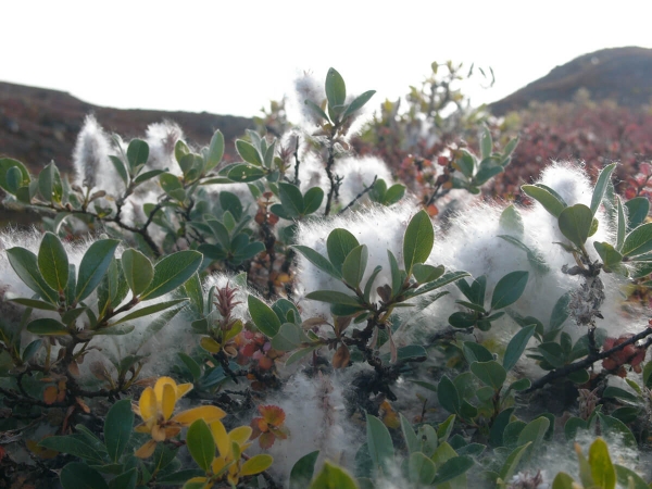 Salix glauca dans l'est du Groenland