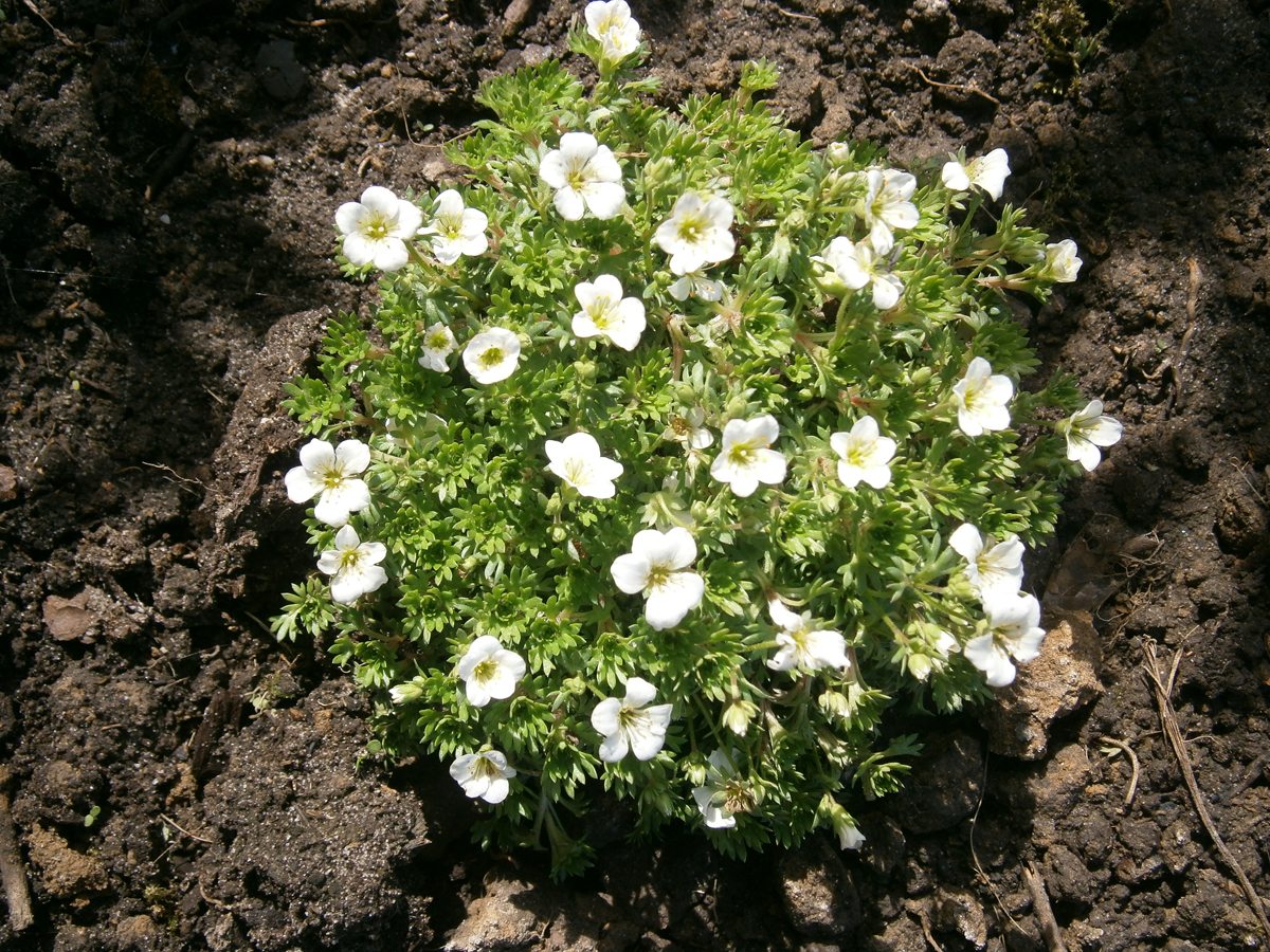 Saxifrage blanc - Saxifraga ardensii