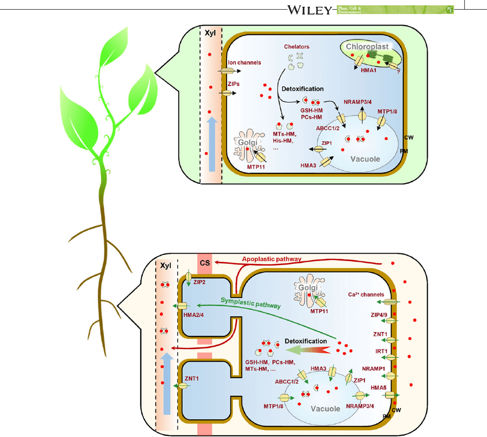 Schéma des dynamiques d’ETM dans les plantes vasculaires. CW: paroi cellulaire; CS: Endoderme; Xyl: xylème; HM: métaux lourds ; NRAMP: protéine de macrophage associée à la résistance naturelle; ZIP: perméase zinc-fer.