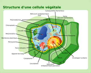 Structure d'une cellule végétale
