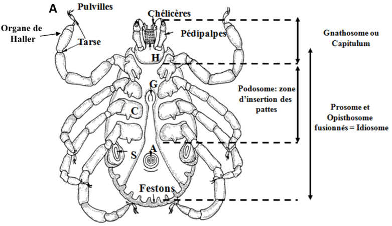 Structure d’une tique dure (Mehlhorn, Encyclopedic Reference of Parasitology 2001)