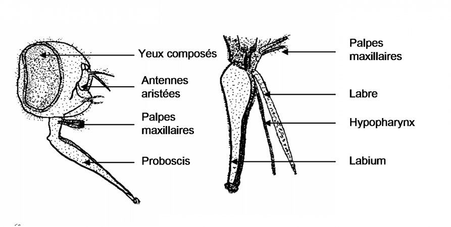 Tête de stomoxe vue de profil et détail des pièces buccales.