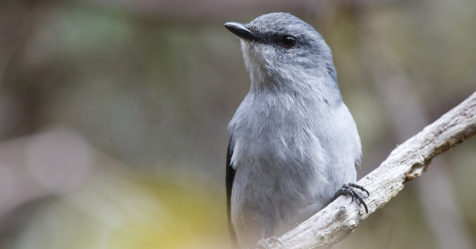 Le Tuit-tuit, l’un des oiseaux les plus rares au monde