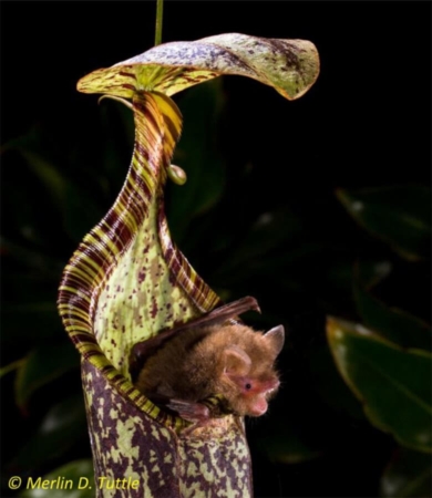 Une chauve-souris sort du piège de Nepenthes hemsleyana 