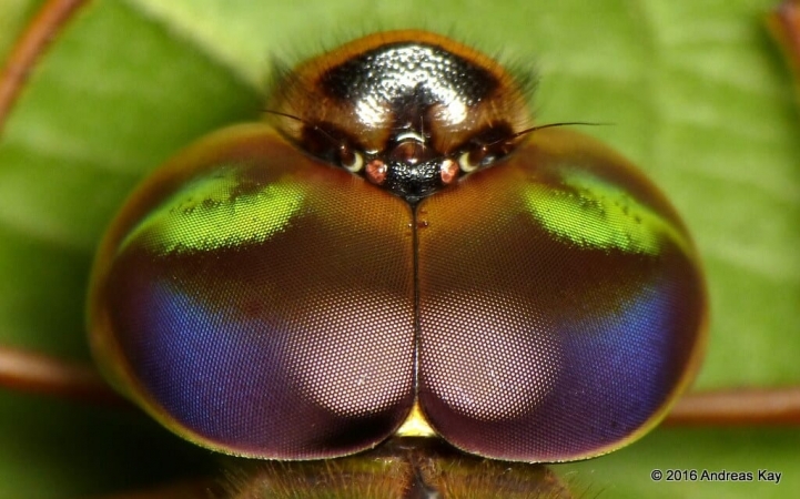 Une libellule dans la forêt Amazonienne