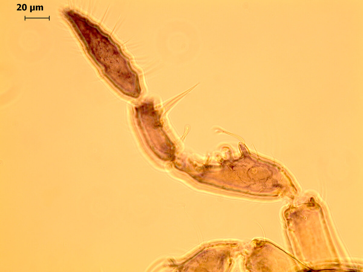 Vue au microscope de l'antenne d'un mâle de Sminthurides malmgreni, munie d'un organe d’accrochage 